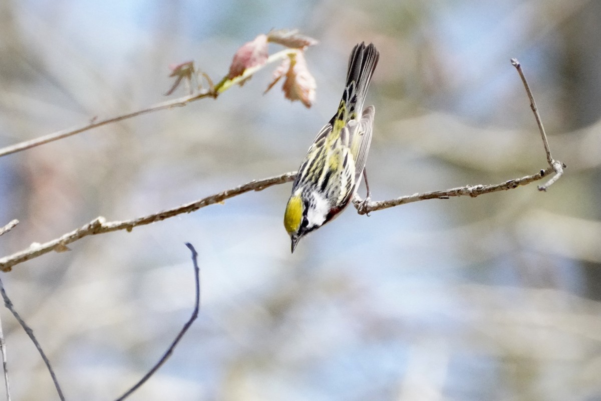 lesňáček rezavoboký - ML646614961