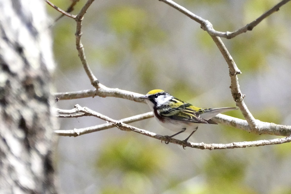 lesňáček rezavoboký - ML646614962