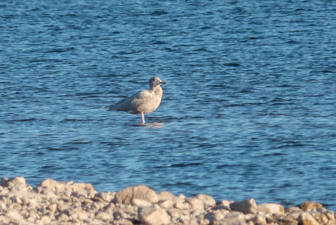 Бургомистр - ML646614964