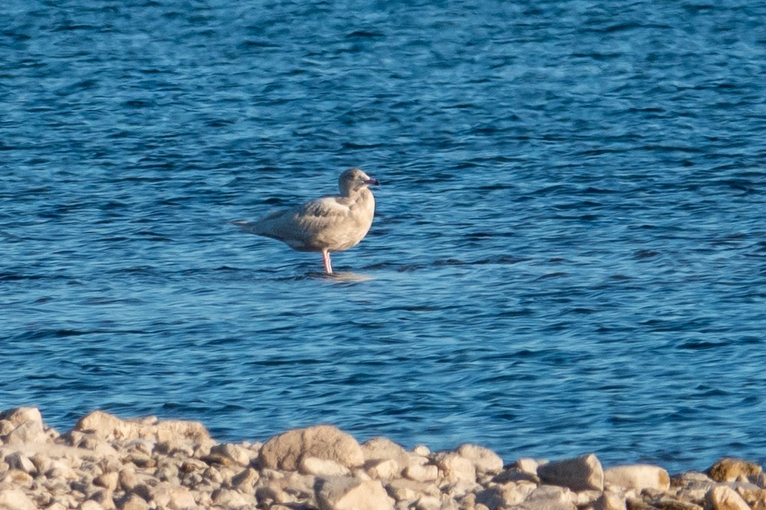 Бургомистр - ML646614965