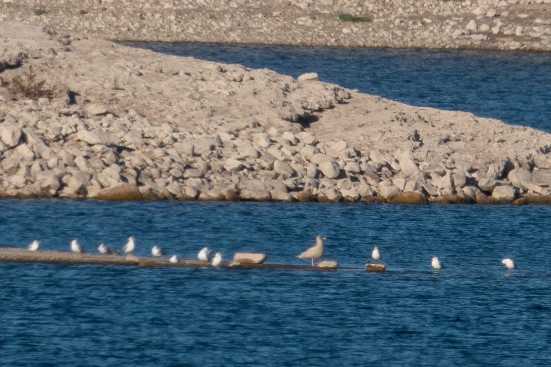 Бургомистр - ML646614966