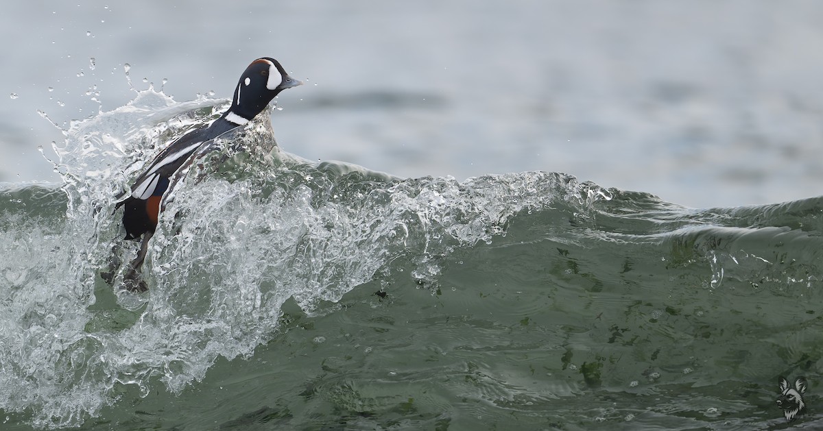 Harlequin Duck - ML646614967