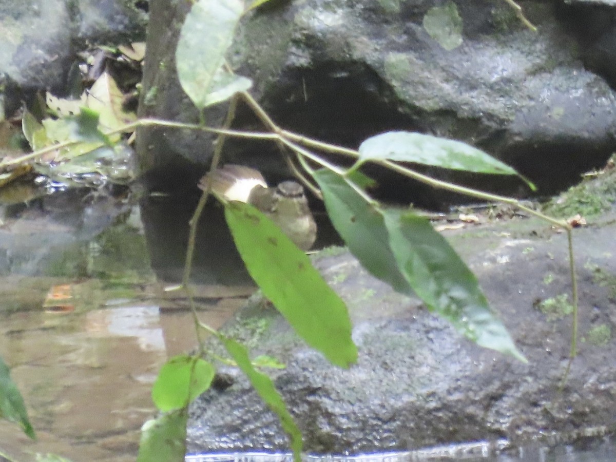 Buff-rumped Warbler - ML646614968