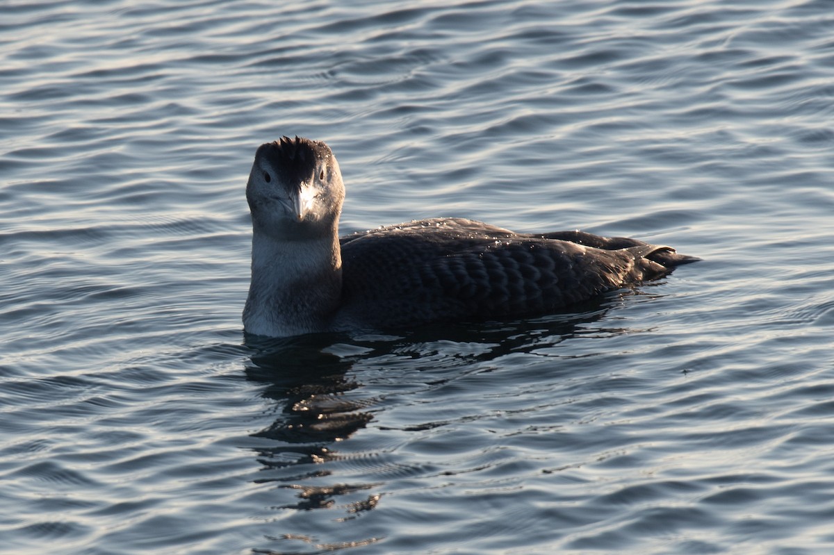 Gelbschnabeltaucher - ML646614972