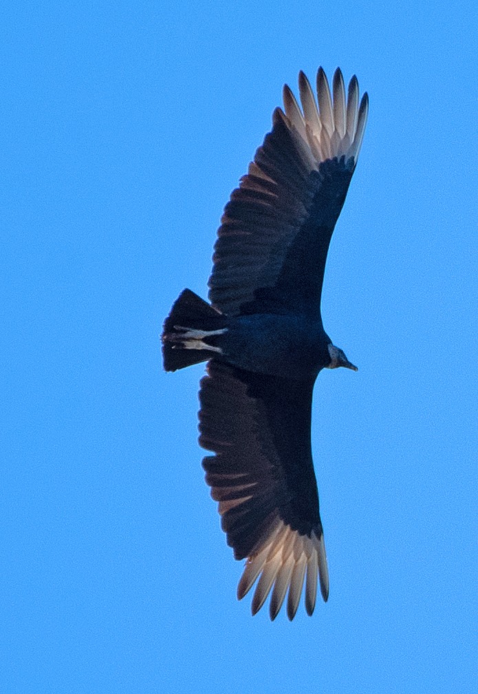 Чёрная катарта - ML646614974