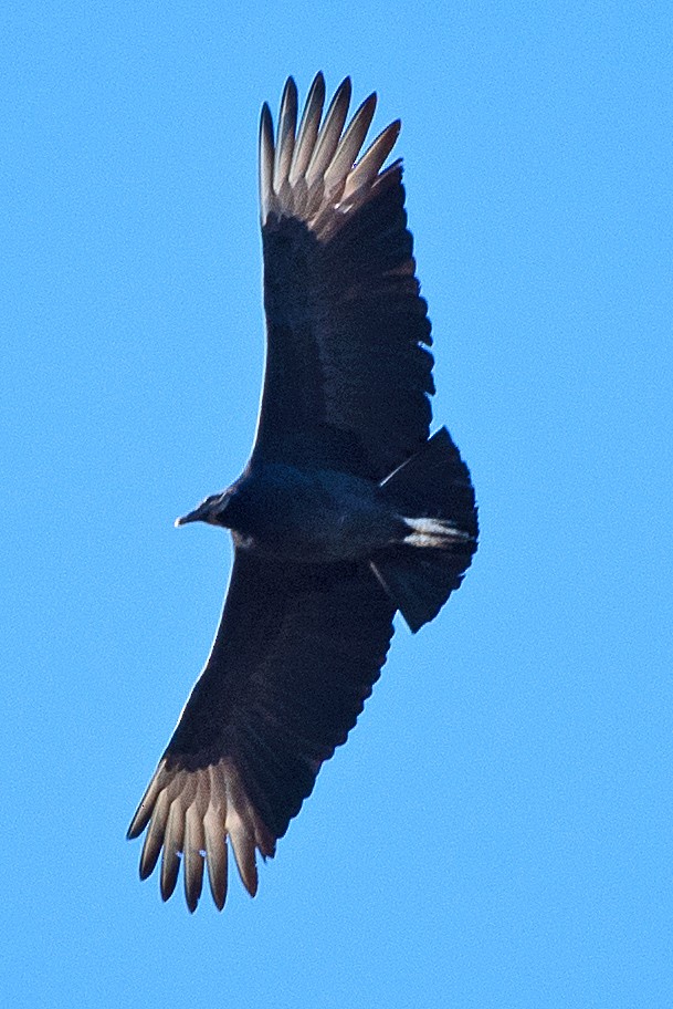 Чёрная катарта - ML646614975