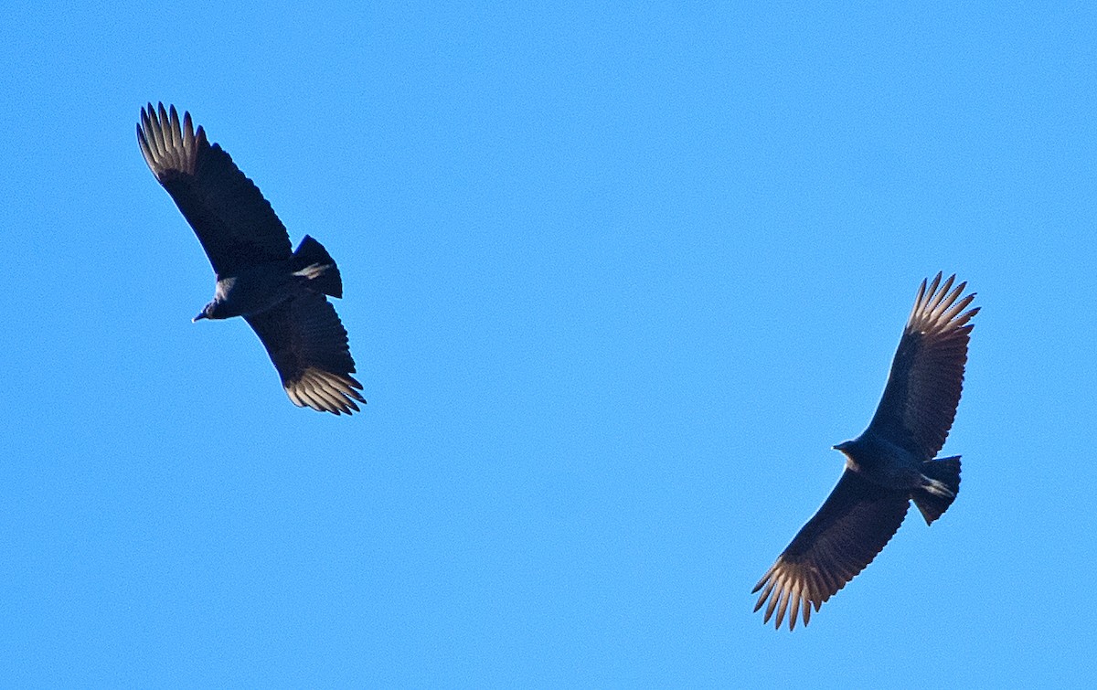 Чёрная катарта - ML646614976