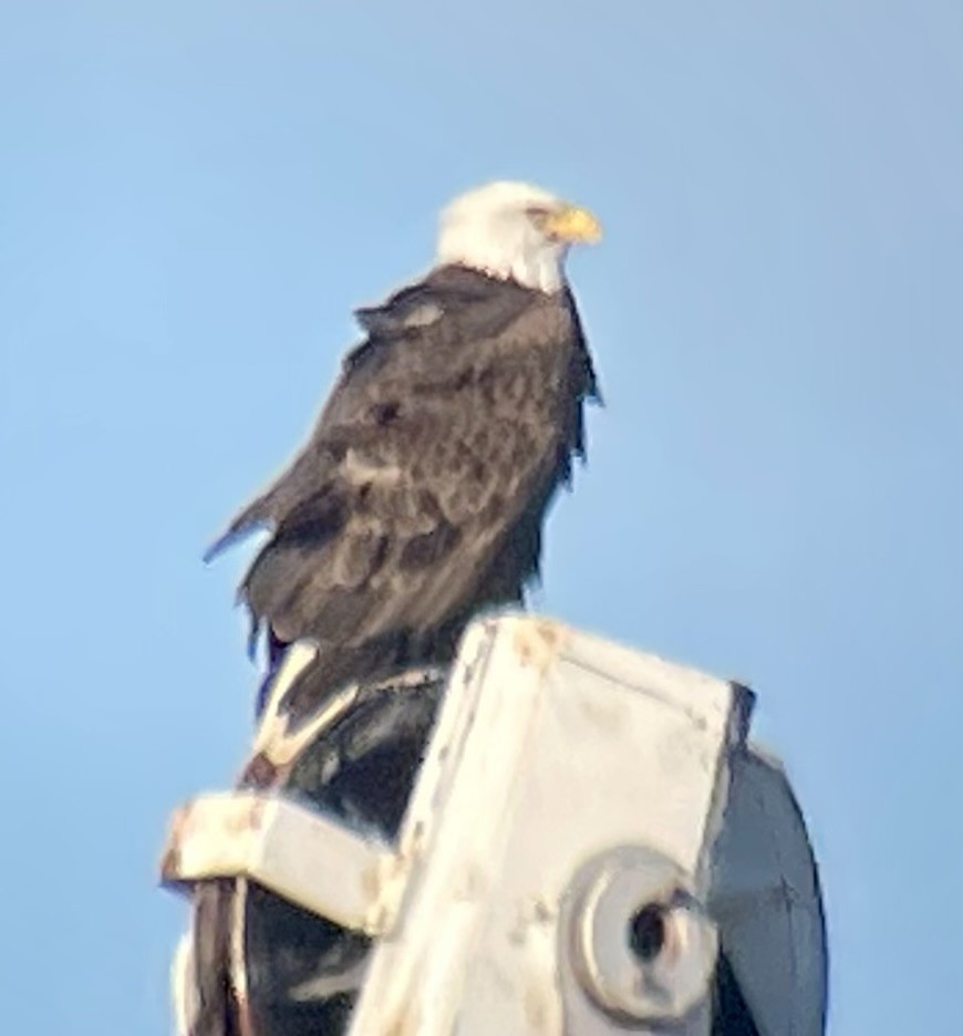 Bald Eagle - ML646614977