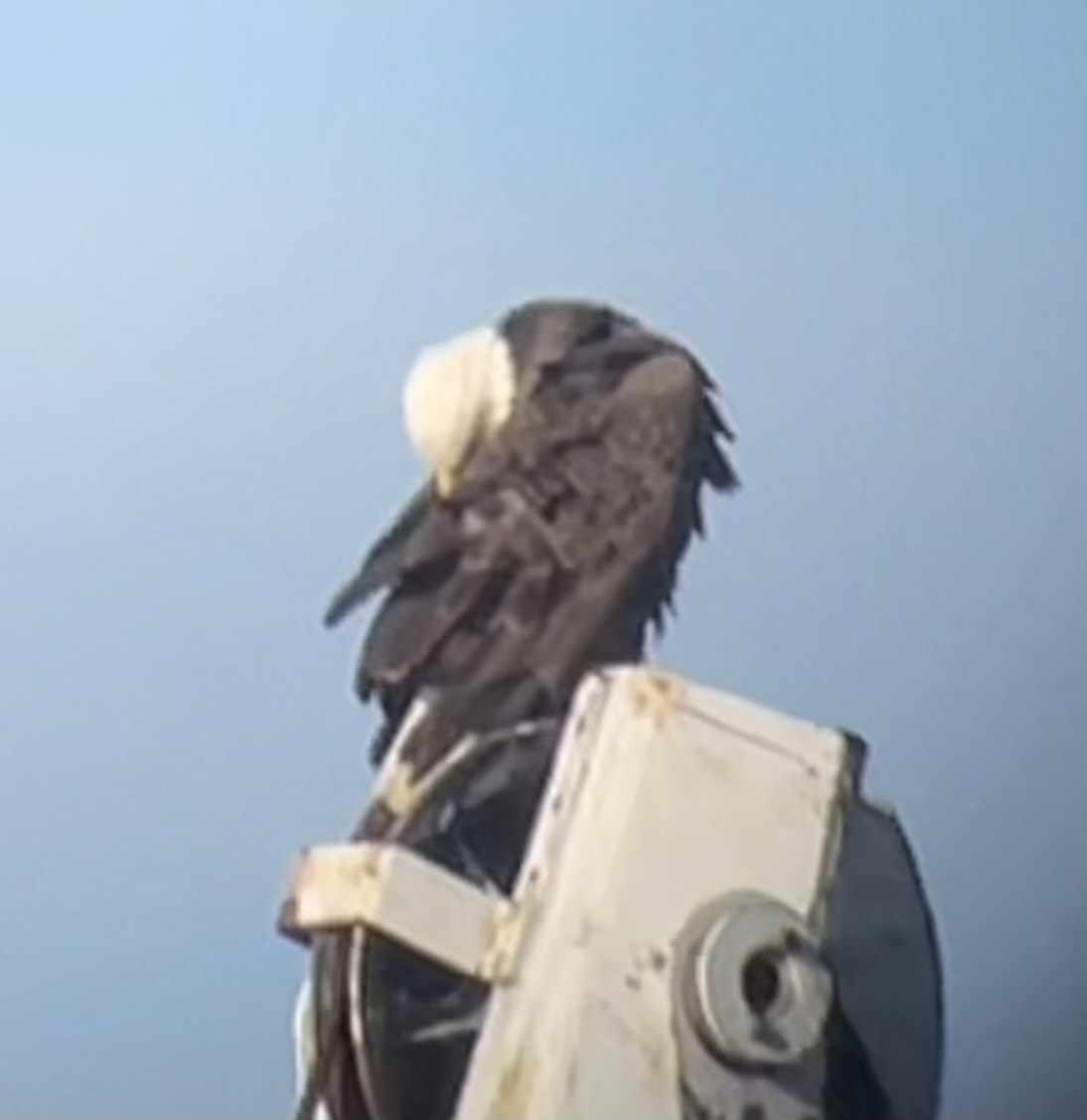 Bald Eagle - ML646614979