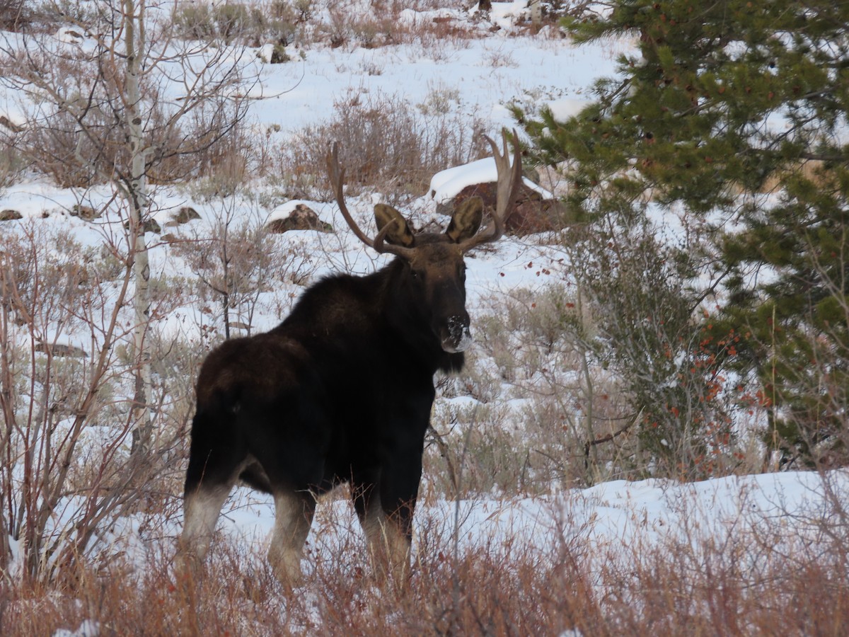 Shiras Moose - ML646614980