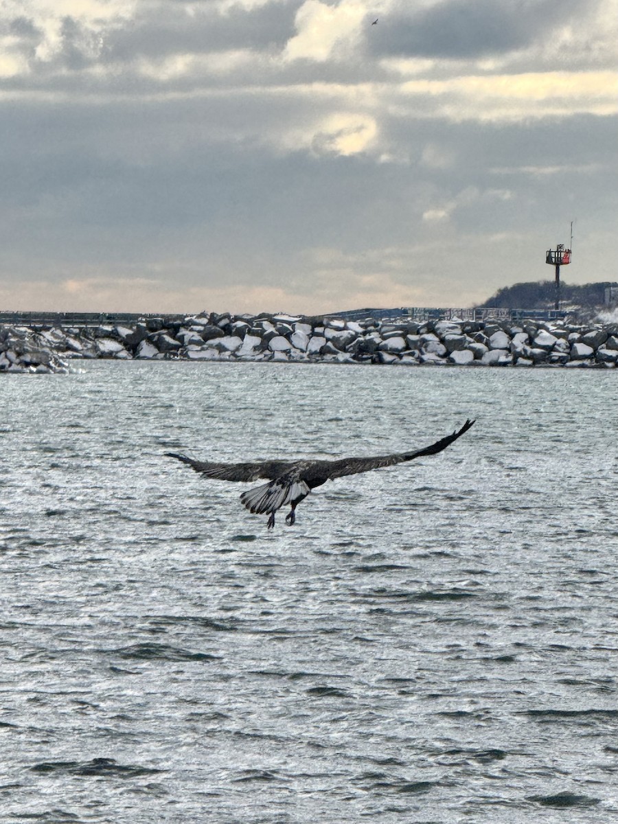 Bald Eagle - ML646614983