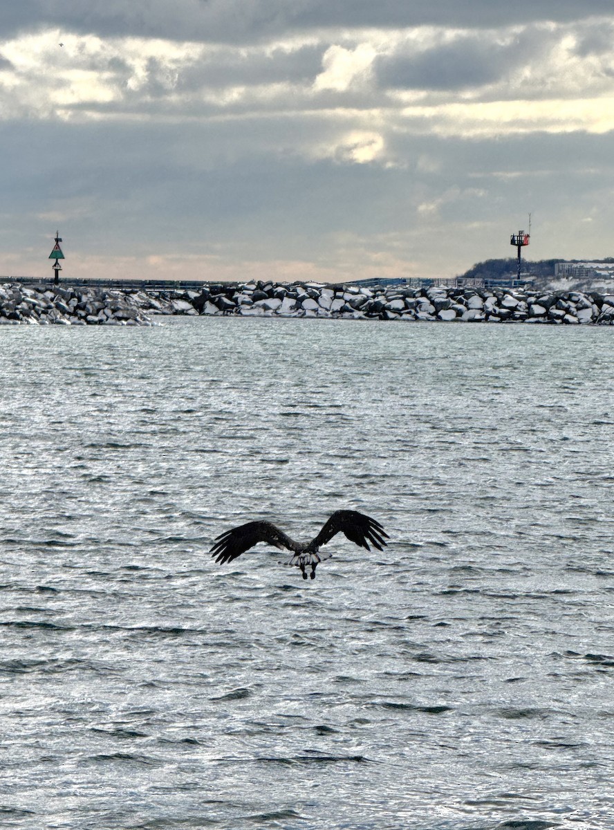 Bald Eagle - ML646614984