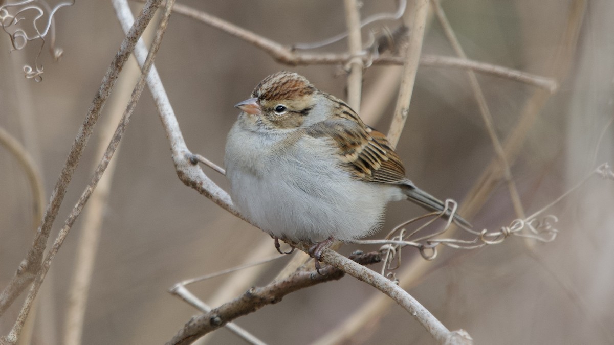 Cırcır Sesli Serçe - ML646614985