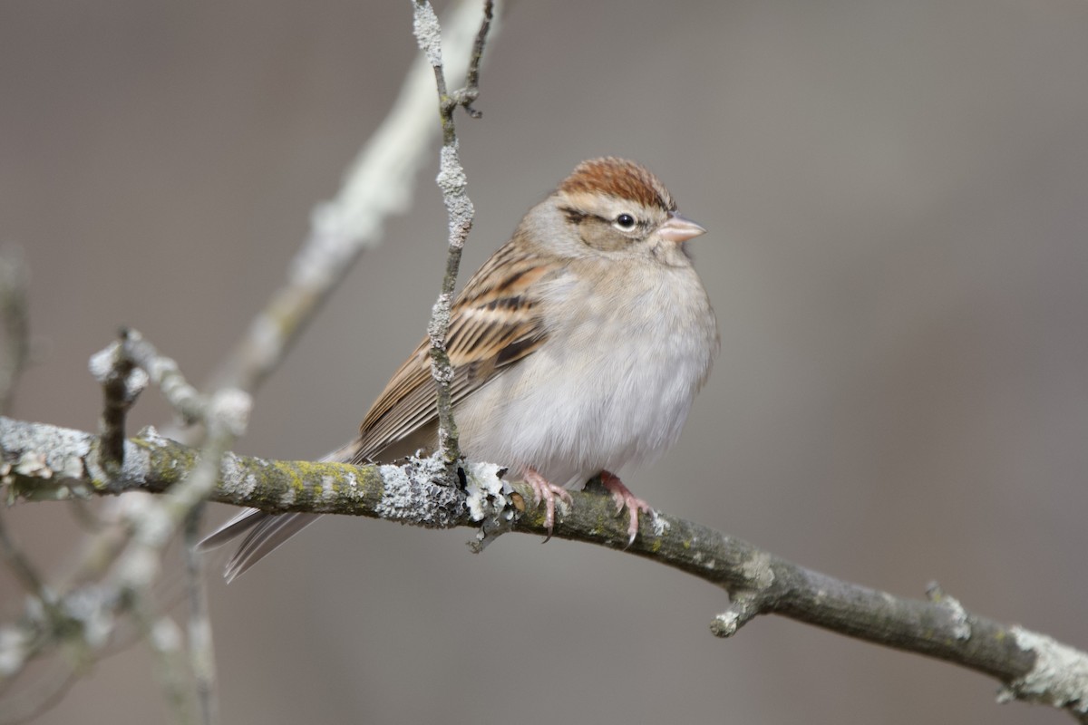 Cırcır Sesli Serçe - ML646614986