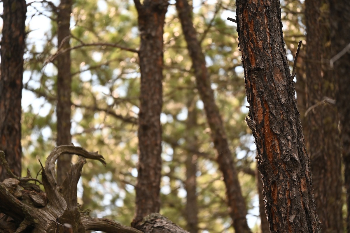 Brown Creeper - ML646614987