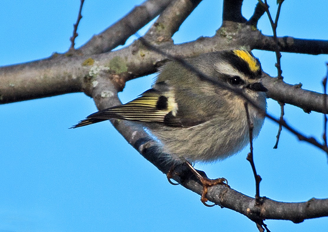 Golden-crowned Kinglet - ML646614988