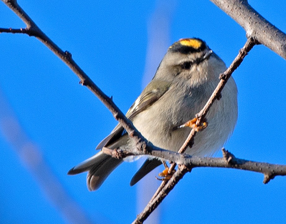 Golden-crowned Kinglet - ML646614989