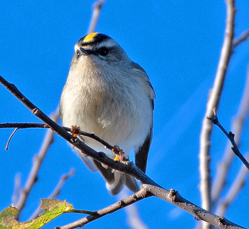 Golden-crowned Kinglet - ML646614990