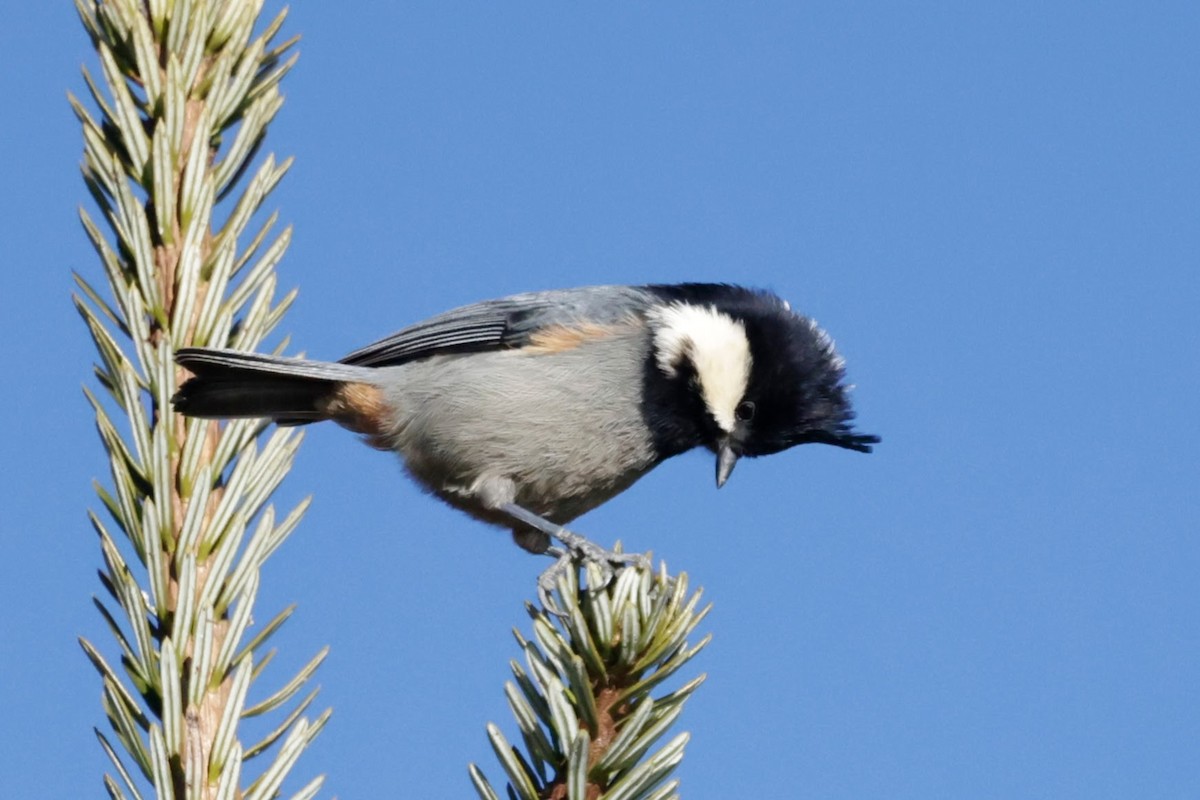 Rufous-vented Tit - ML646614991