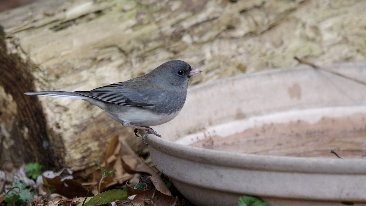 Kara Gözlü Junko - ML646614992