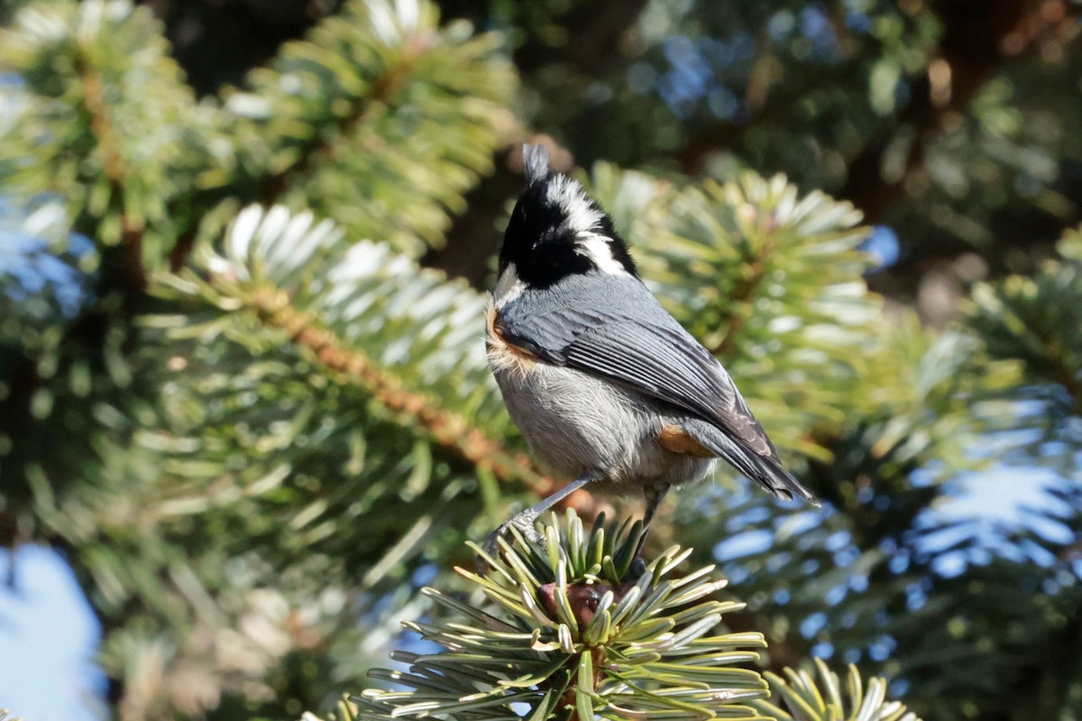 Rufous-vented Tit - ML646614993