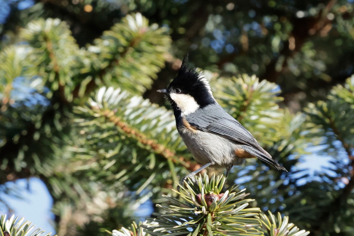 Rufous-vented Tit - ML646614995