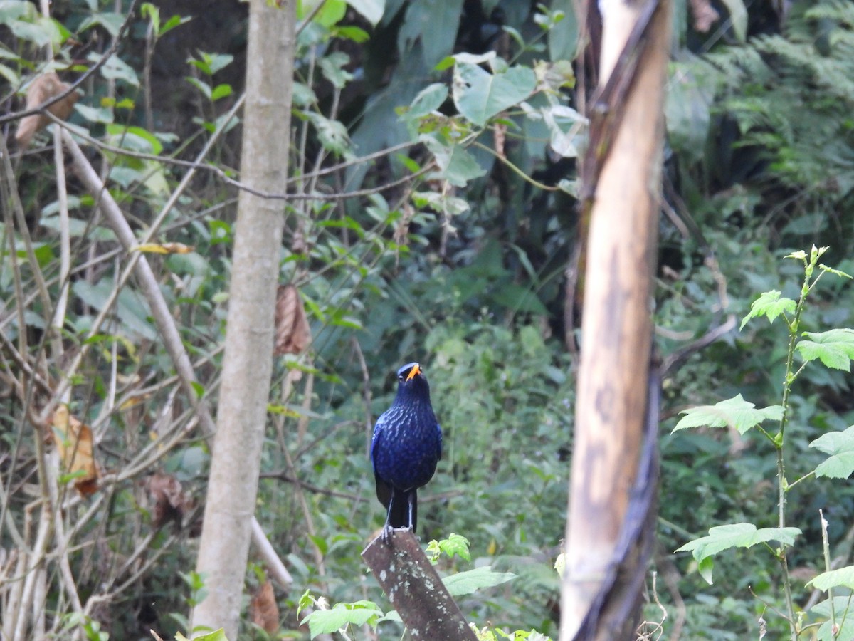 Blue Whistling-Thrush - ML646614996