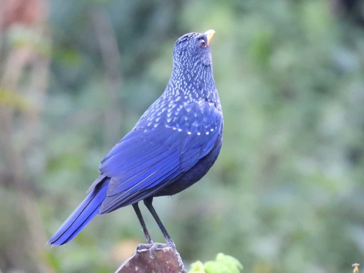 Blue Whistling-Thrush - ML646614997