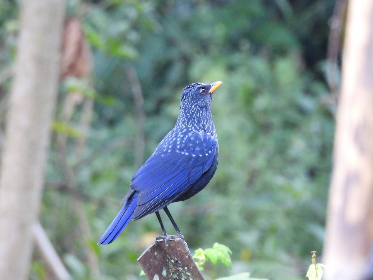Blue Whistling-Thrush - ML646614998
