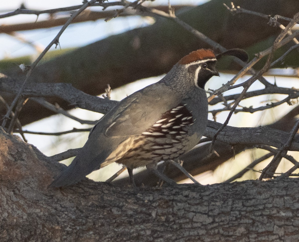 Gambel's Quail - ML646615000