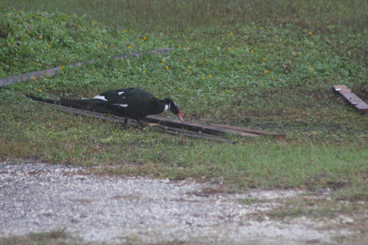 Muscovy Duck (Domestic type) - ML646615001
