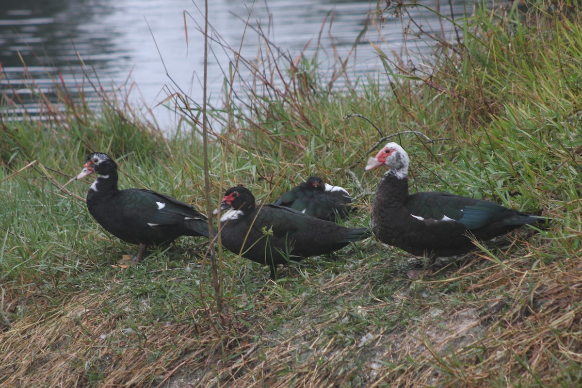 Muscovy Duck (Domestic type) - ML646615002