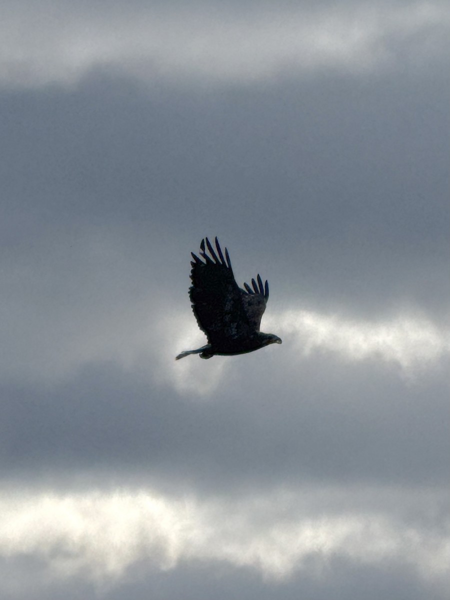 Bald Eagle - ML646615003