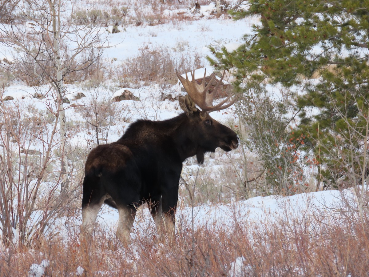 Shiras Moose - ML646615005