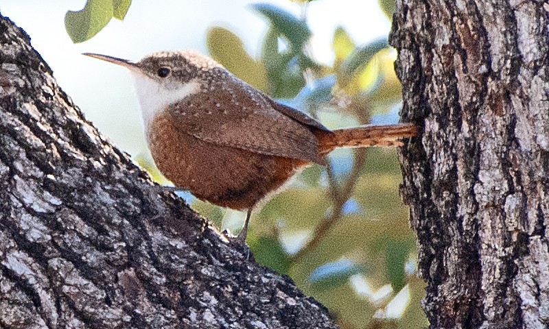 Canyon Wren - ML646615007