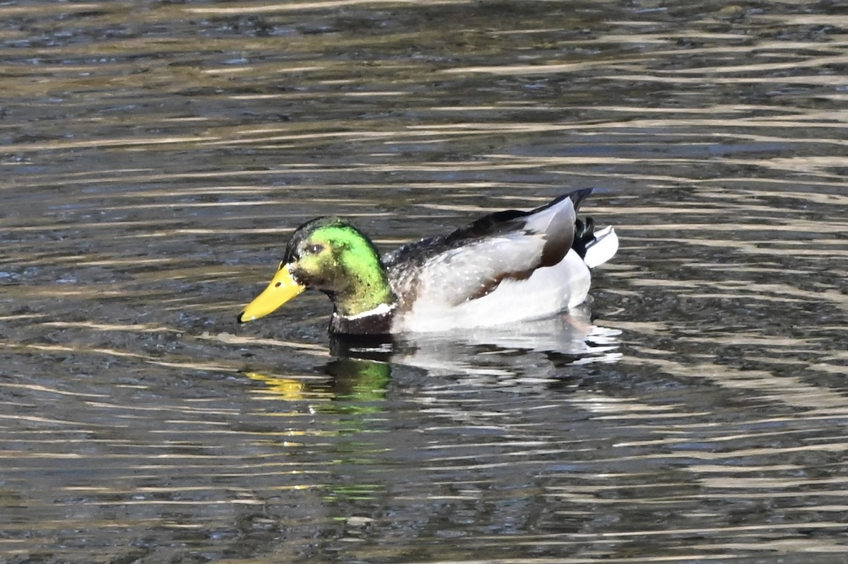 Mallard - ML646615008