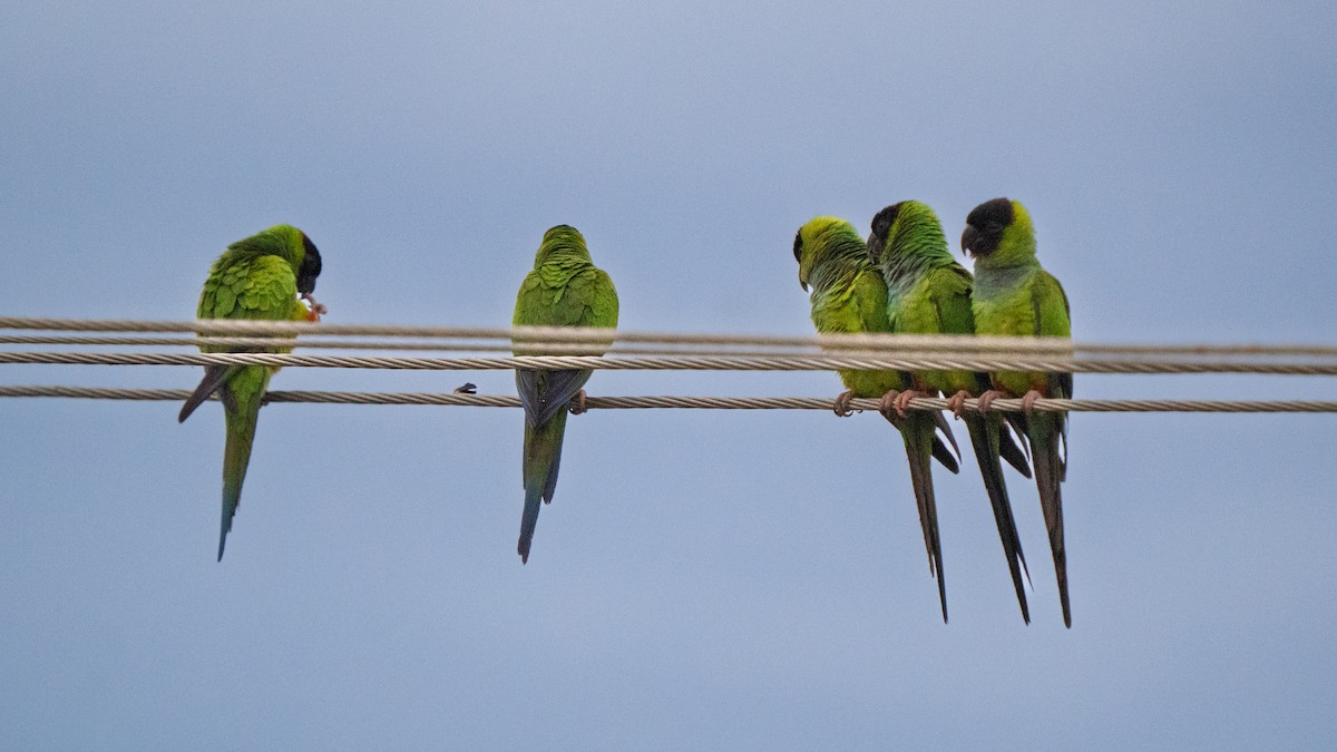 Aratinga Ñanday - ML646615009