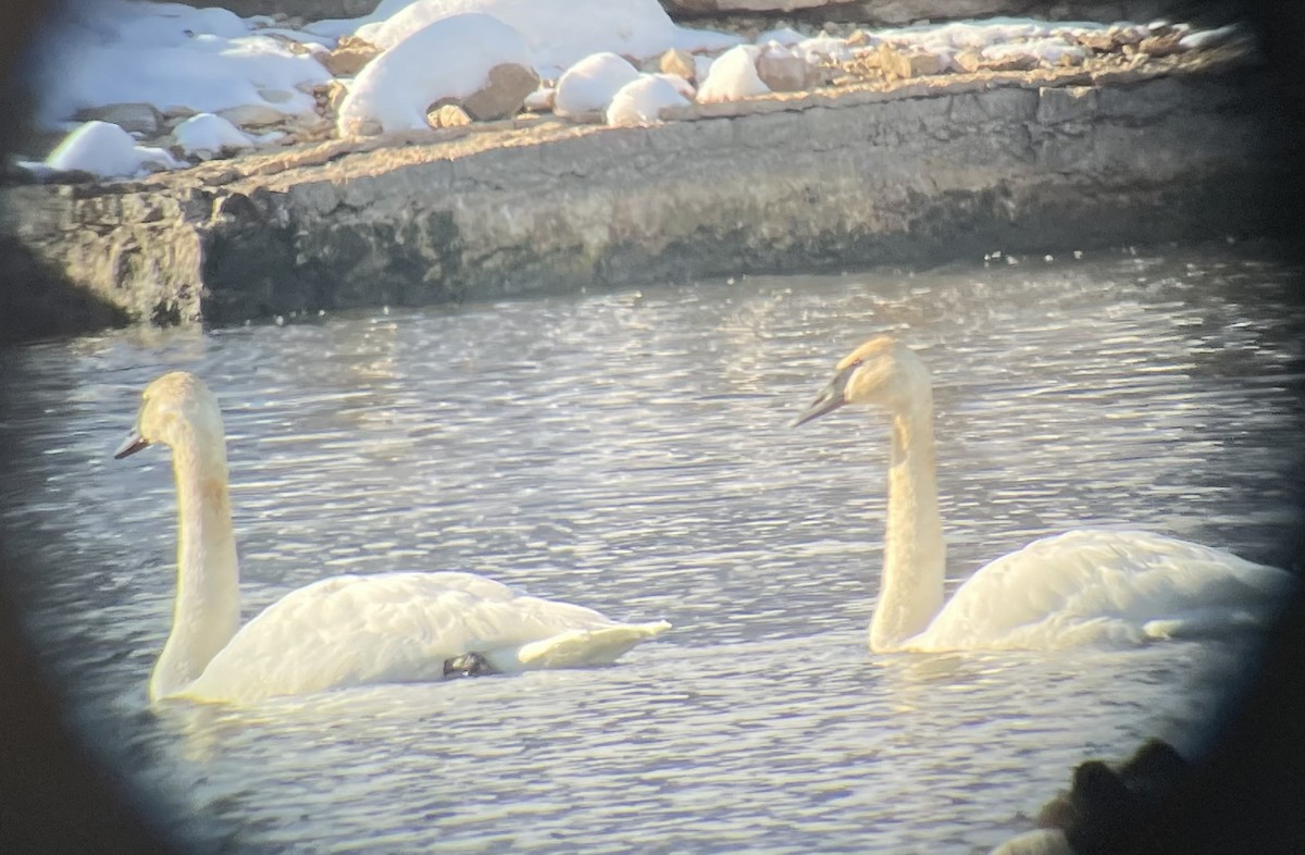 Trumpeter Swan - ML646615010