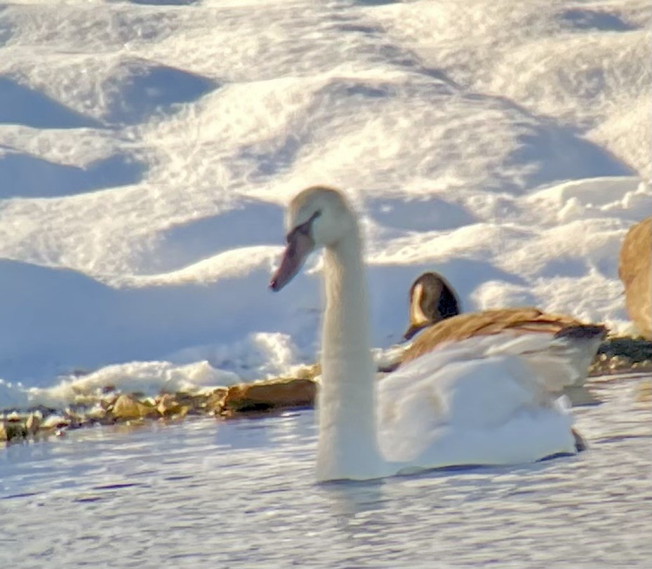 Trumpeter Swan - ML646615011