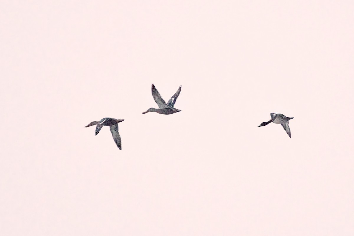 Tufted Duck - ML646615012