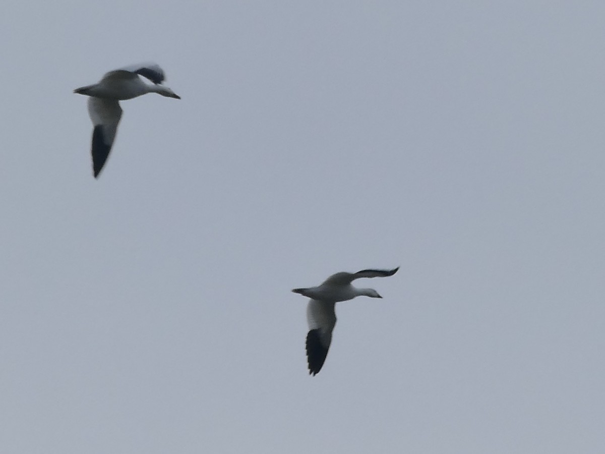 Kar Kazı - ML646615013