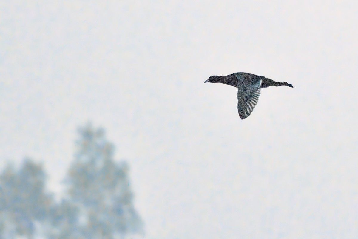 Eurasian Coot - ML646615014