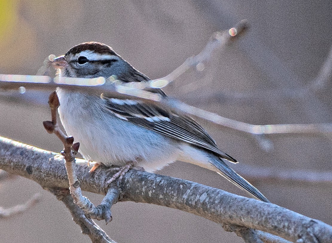 Chipping Sparrow - ML646615015