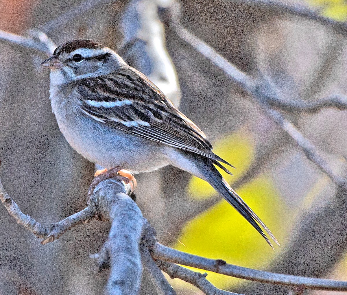 Chipping Sparrow - ML646615016