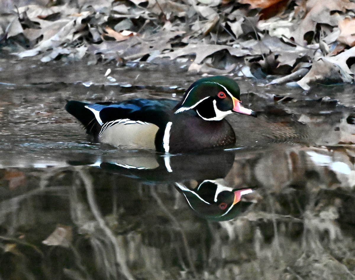 Ahate karolinarra - ML646615018