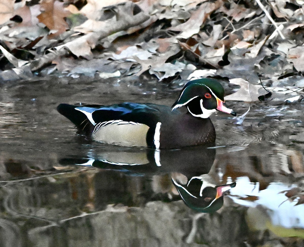 Ahate karolinarra - ML646615019