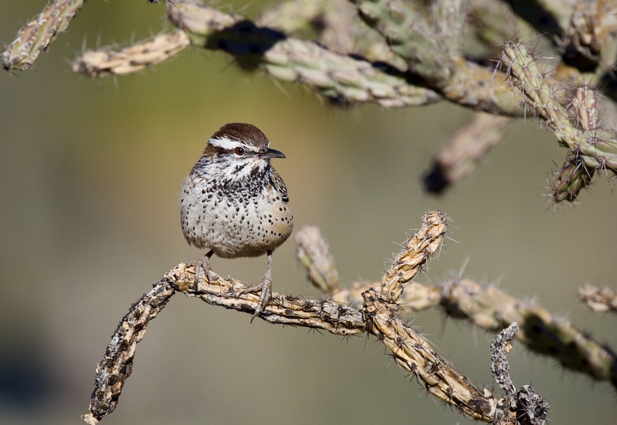 Cactus Wren - ML646615020