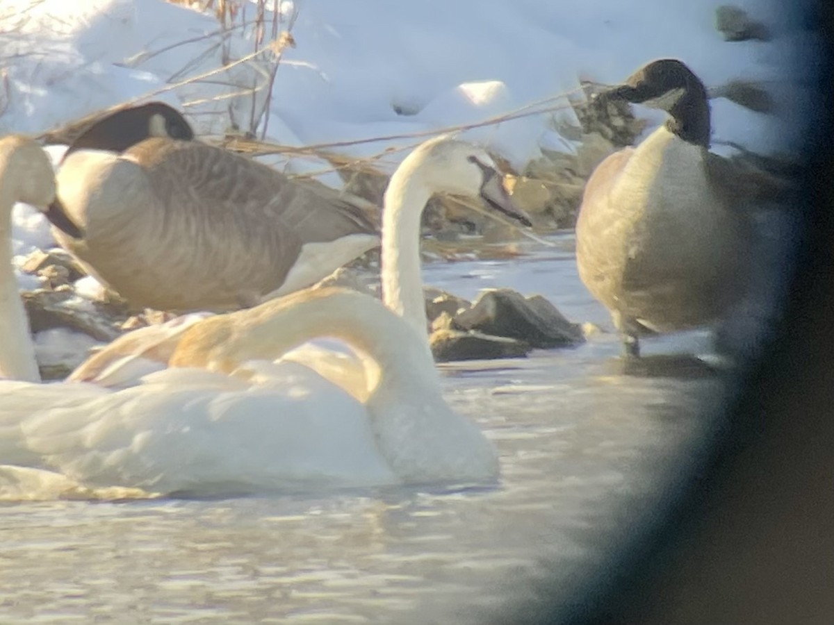 Хуруут хун - ML646615026