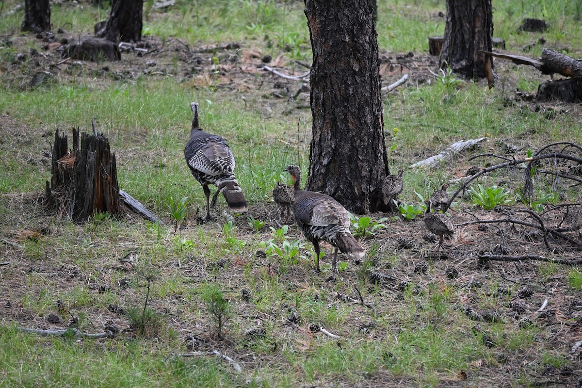 シチメンチョウ - ML646615028