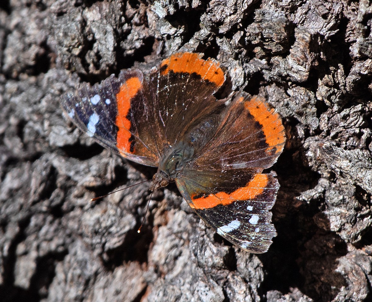 Red Admiral - ML646615029